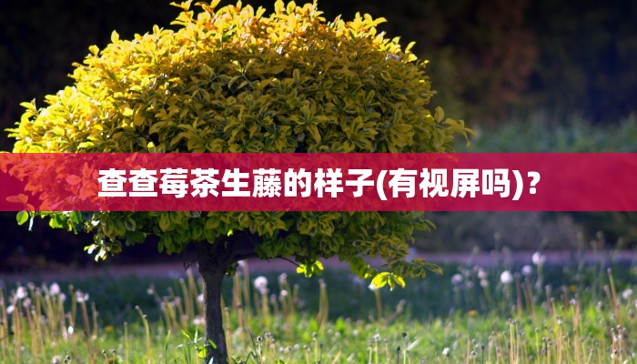 查查莓茶生藤的样子(有视屏吗)？