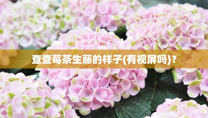 查查莓茶生藤的样子(有视屏吗)？