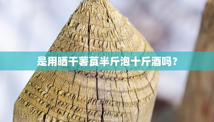 是用晒干薯莨半斤泡十斤酒吗？