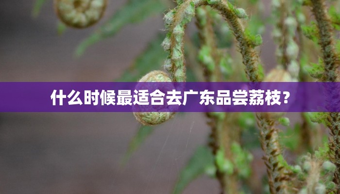 什么时候最适合去广东品尝荔枝？