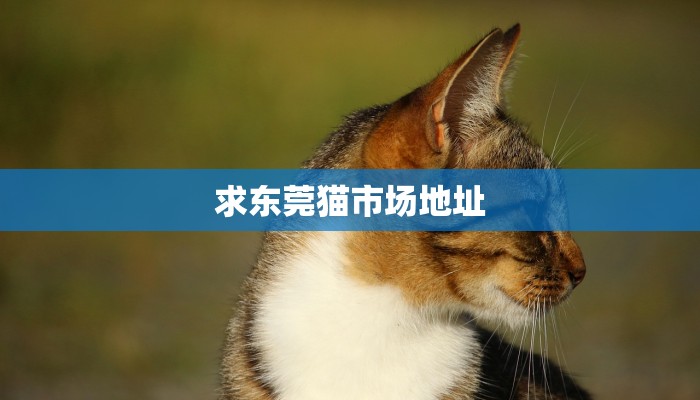 辅助神器“WePoKer究竟透视挂是真的假的”(详细开挂教程)