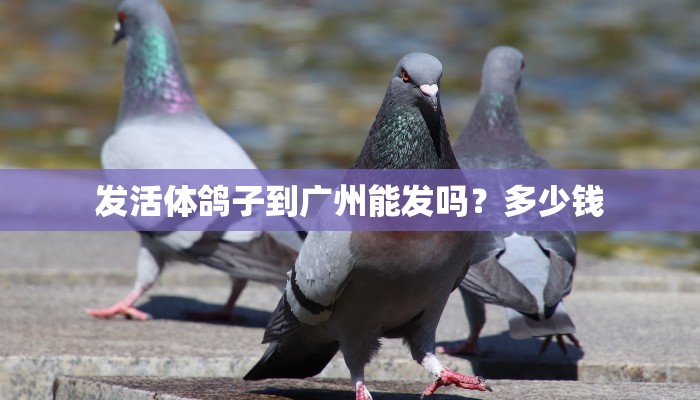 发活体鸽子到广州能发吗？多少钱