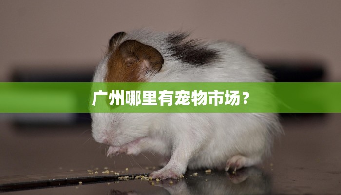 广州哪里有宠物市场？