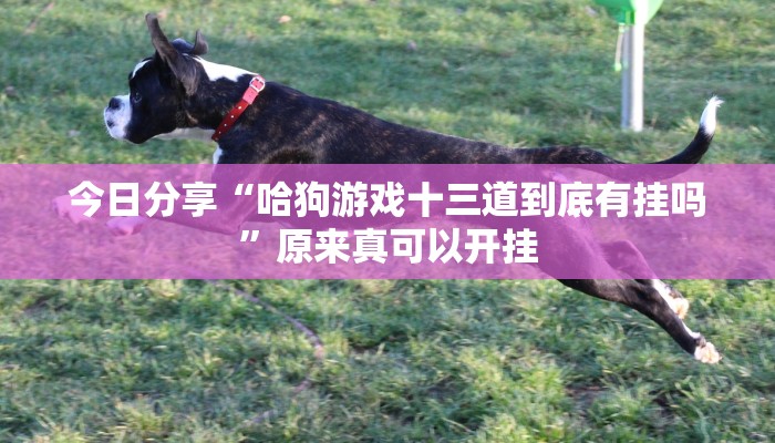 今日分享“哈狗游戏十三道到底有挂吗”原来真可以开挂