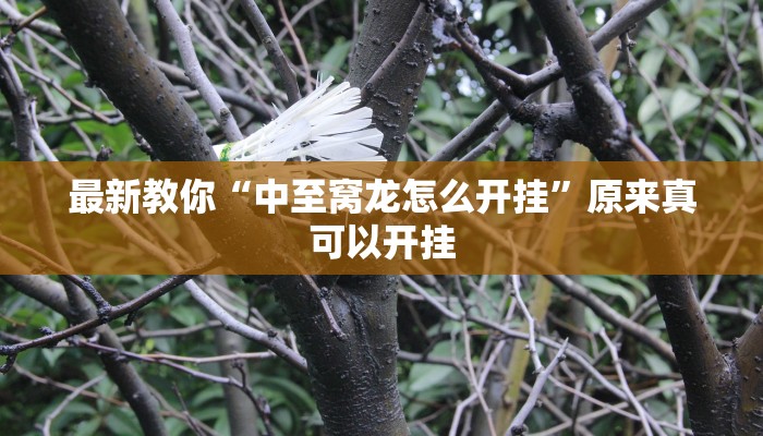 最新教你“中至窝龙怎么开挂”原来真可以开挂