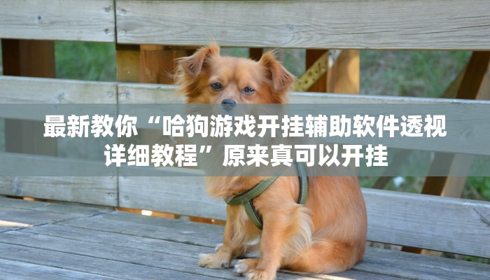最新教你“哈狗游戏开挂辅助软件透视详细教程”原来真可以开挂