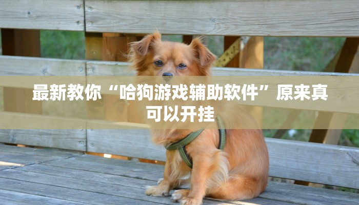 最新教你“哈狗游戏辅助软件”原来真可以开挂