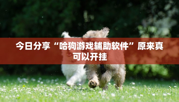 今日分享“哈狗游戏辅助软件”原来真可以开挂