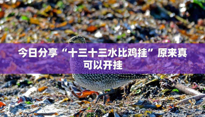 今日分享“十三十三水比鸡挂”原来真可以开挂