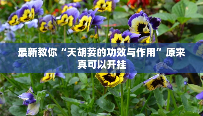 最新教你“天胡荽的功效与作用”原来真可以开挂